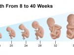 Cresterea prenatala – Cum creste copilul tau in burtica