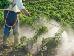 Cat de mult influenteaza pesticidele femeile insarcinate?
