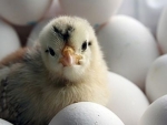 8 lucruri despre oua pe care n-ai vrea sa le afli