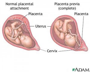 Placenta si rolul ei