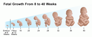 Cresterea prenatala